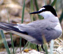 The second annual Yakutat Tern Festival celebrates one of the largest and southernmost breeding colonies of Aleutian terns, from May 31 to June 3. // © 2012 Alaska Science Center
